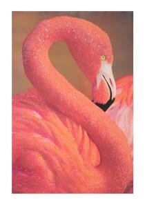 Tablou decorativ Flamingo -A, Mauro Ferretti, 80x120 cm, canvas, multicolor