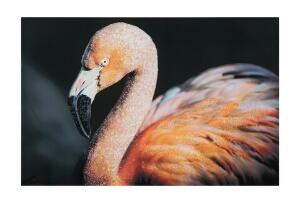 Tablou decorativ Flamingo -B, Mauro Ferretti, 120x80 cm, canvas, multicolor